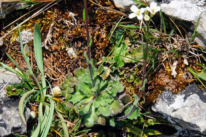 Arabis collina / Arabetta collinare